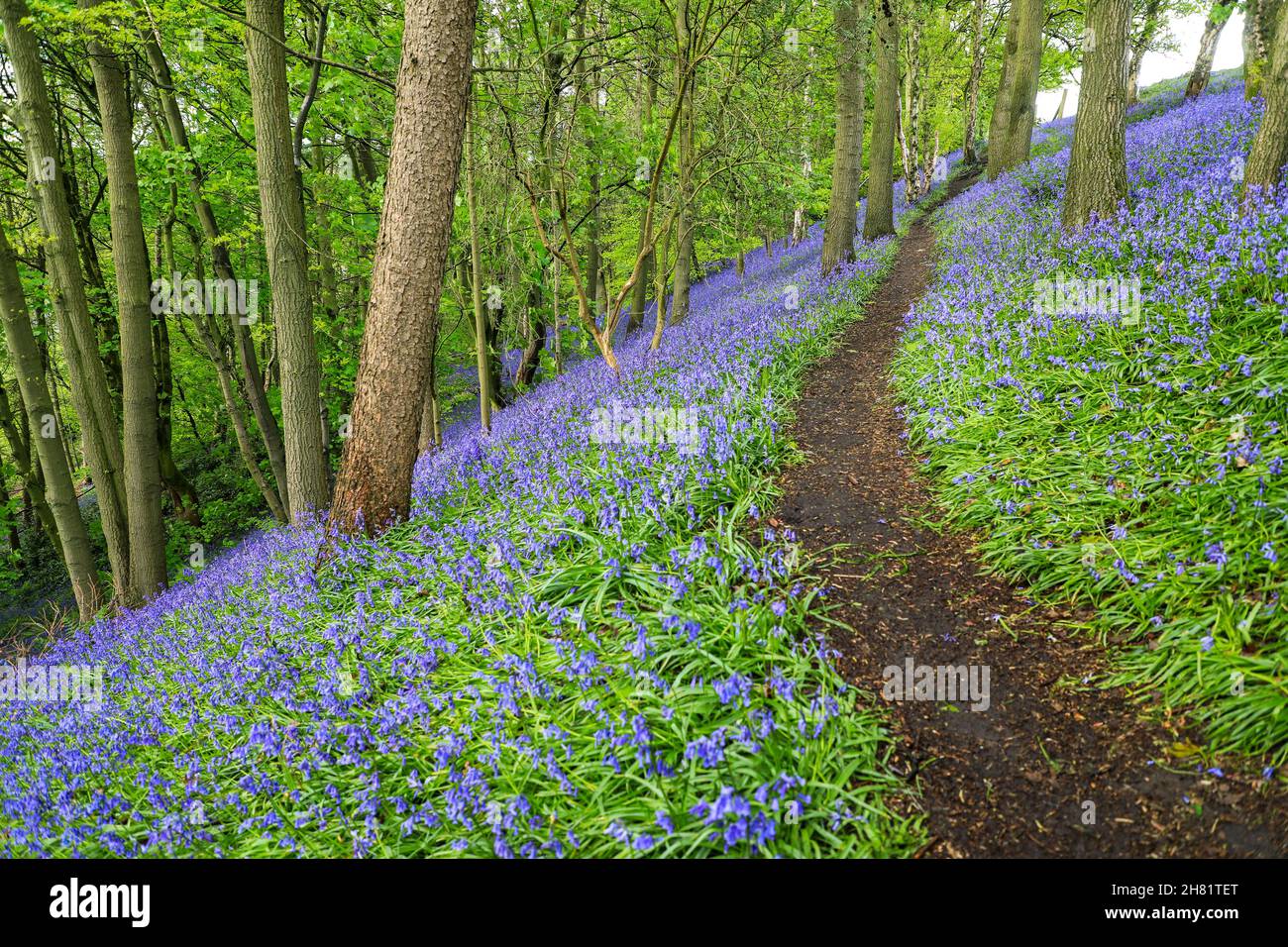 Un percorso attraverso un bosco di Bluebell inglese in primavera con le foglie sugli alberi appena uscenti, Staffordshire, Inghilterra, Regno Unito Foto Stock