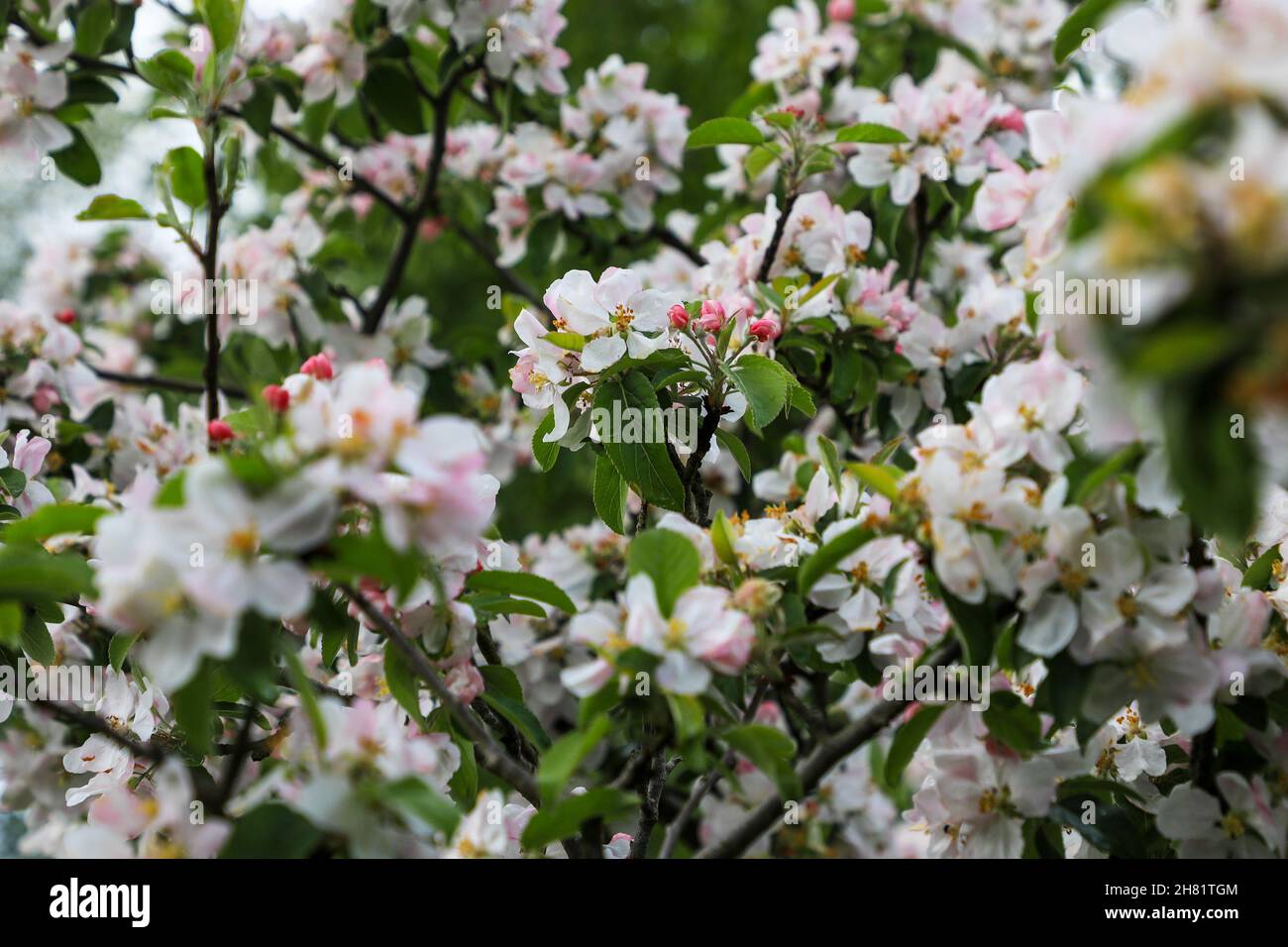I fiori primaverili di mela rosa fioriscono, Staffordshire, Inghilterra, Regno Unito Foto Stock