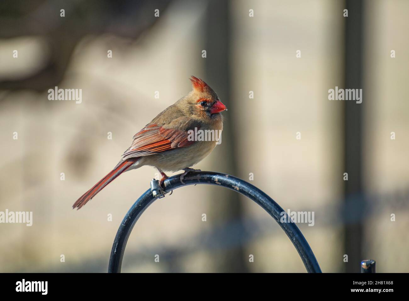 Cardinale settentrionale femmina (Cardinalis cardinalis) arroccato sul palo di metallo Foto Stock