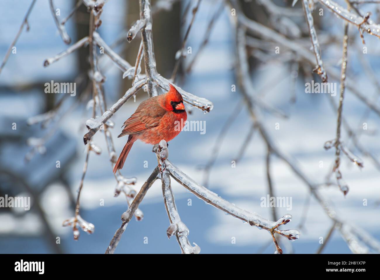 Cardinale maschio settentrionale (Cardinalis cardinalis) arroccato su un ramo innevato Foto Stock