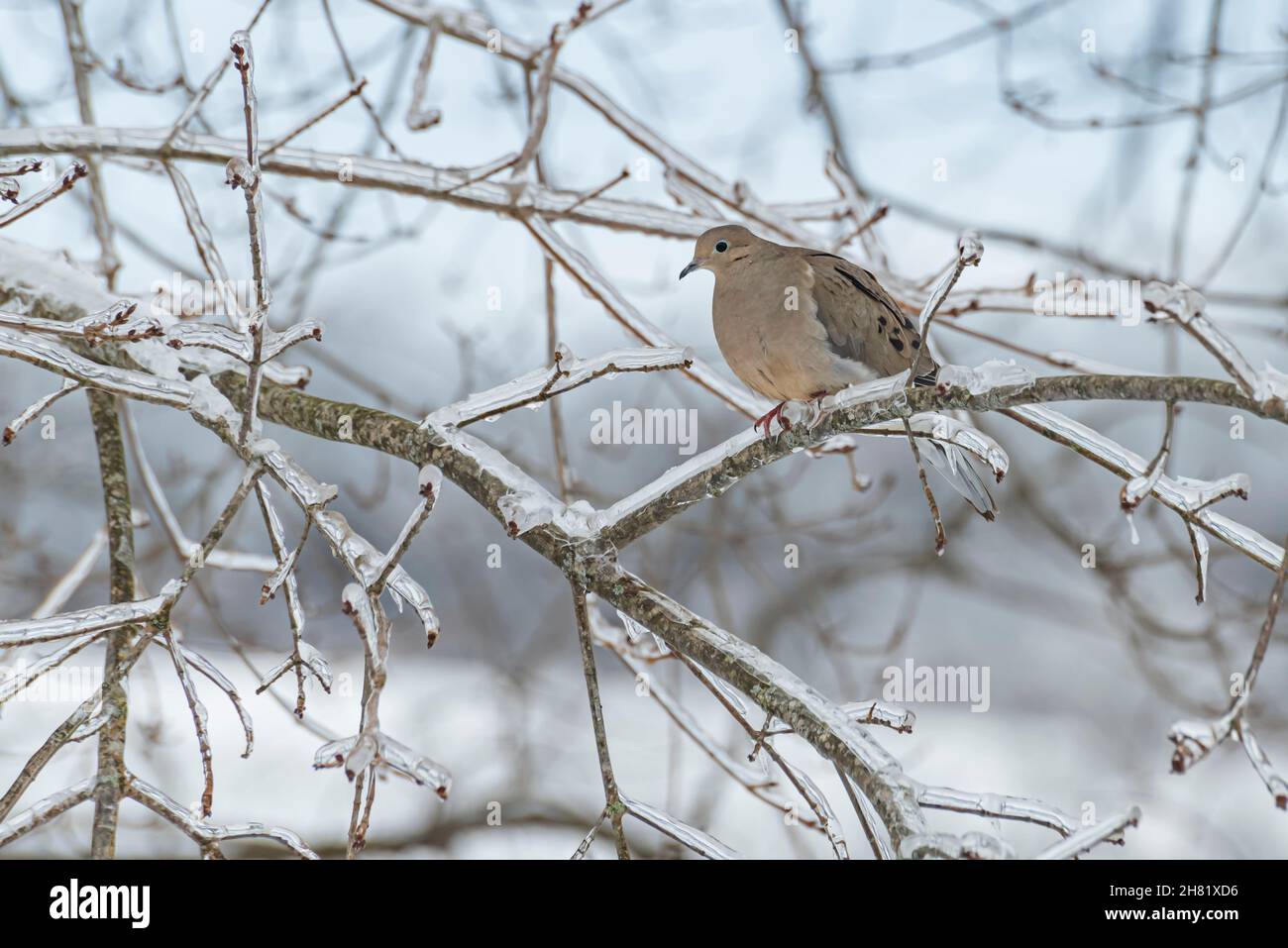 Colomba di lutto (Zenaida macroura) arroccata su un ramo di albero ghiacciato in inverno Foto Stock