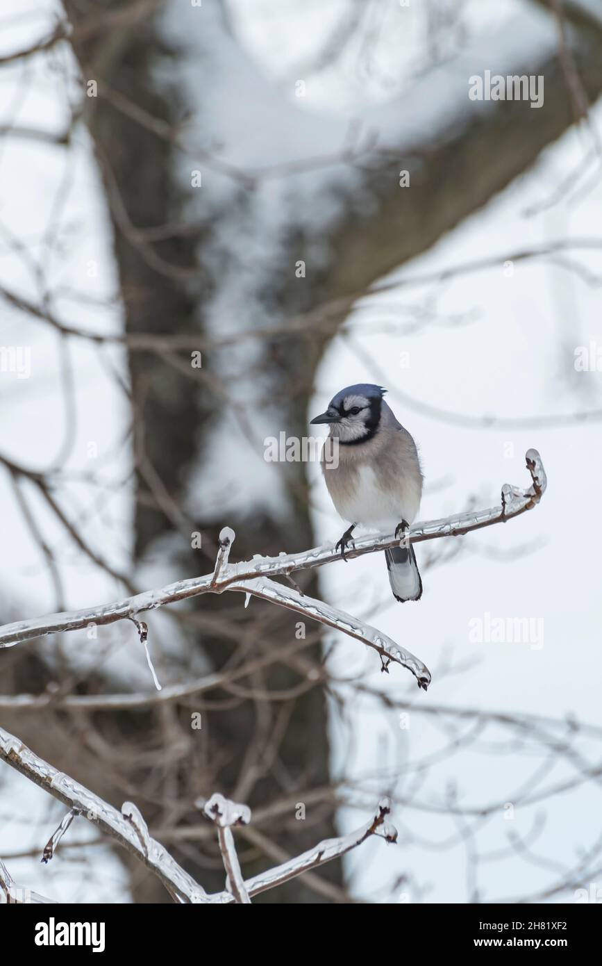 Uccello di jay blu arroccato su un ramo di albero coperto di ghiaccio Foto Stock