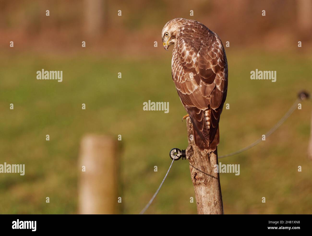 Berlino, Germania. 26 novembre 2021. 26.11.2021, Berlino. Una poiana (Buteo buteo) si siede alla luce diretta del sole su un palo di recinzione ai margini di un prato in un giorno d'autunno. Credit: Wolfram Steinberg/dpa Credit: Wolfram Steinberg/dpa/Alamy Live News Foto Stock
