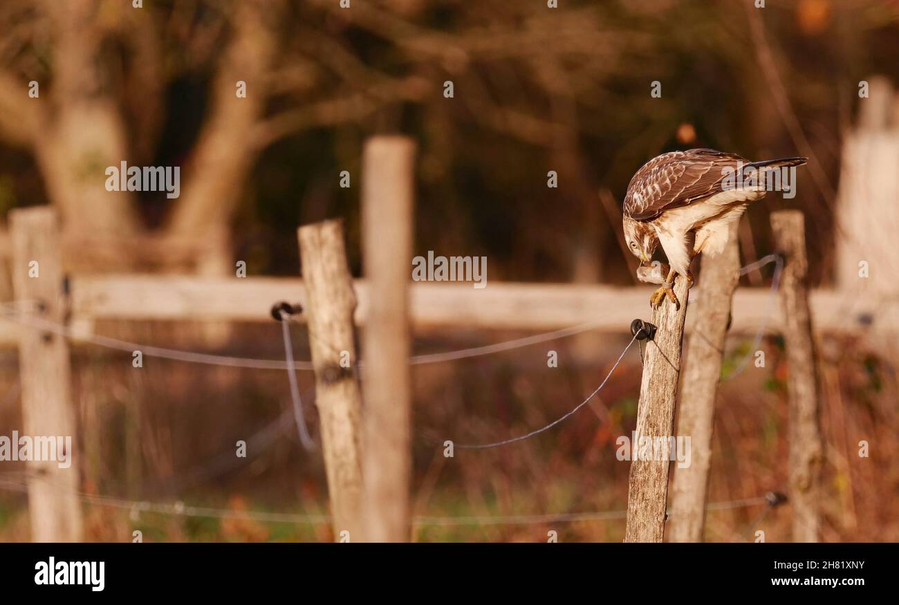 Berlino, Germania. 26 novembre 2021. 26.11.2021, Berlino. Un buzzard (Buteo buteo) siede su un palo di recinzione al bordo di un prato alla luce diretta del sole in una giornata autunnale, mangiando un topo catturato. Credit: Wolfram Steinberg/dpa Credit: Wolfram Steinberg/dpa/Alamy Live News Foto Stock