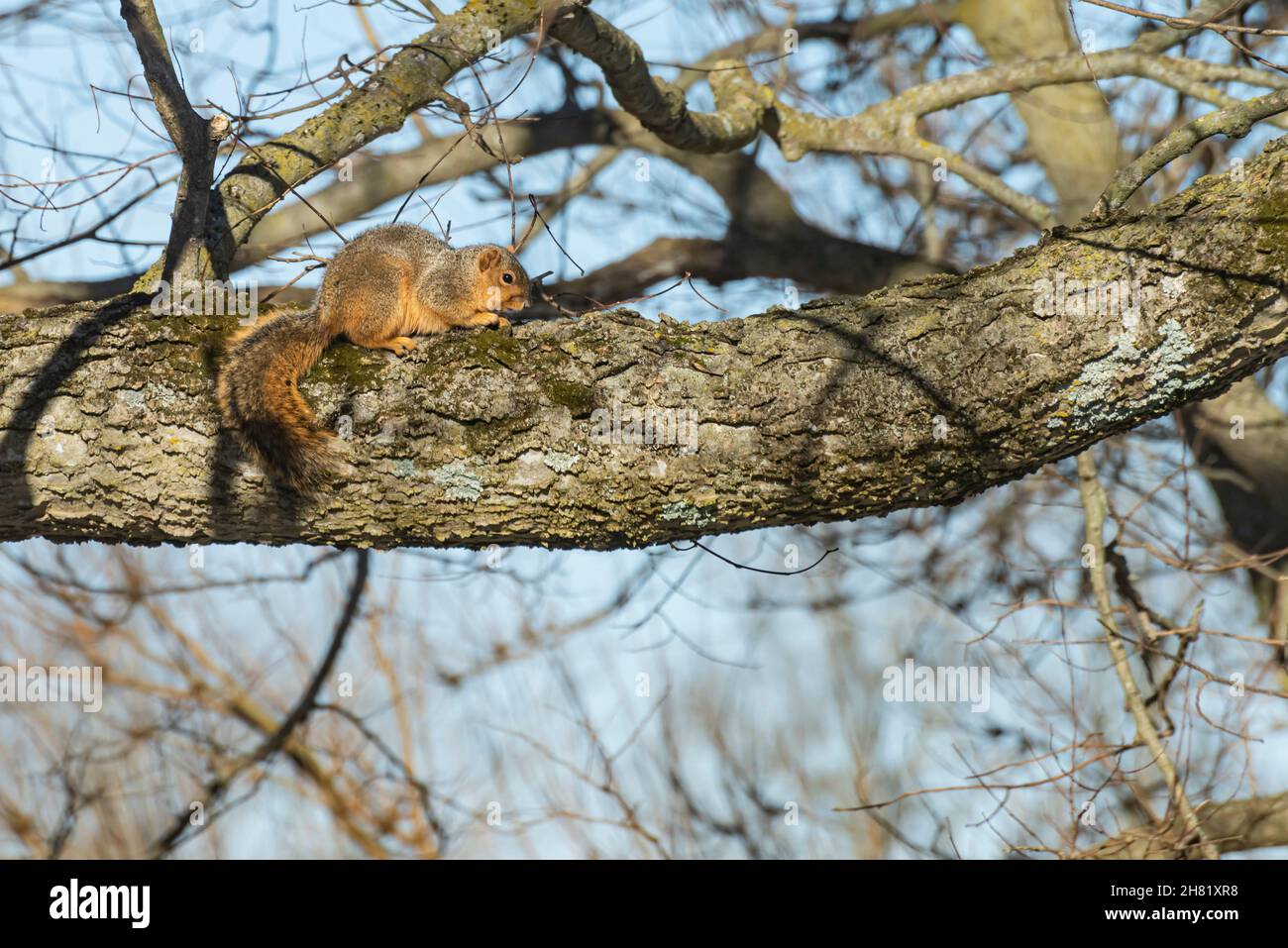 Volpe scoiattolo seduto su un grande ramo d'albero Foto Stock