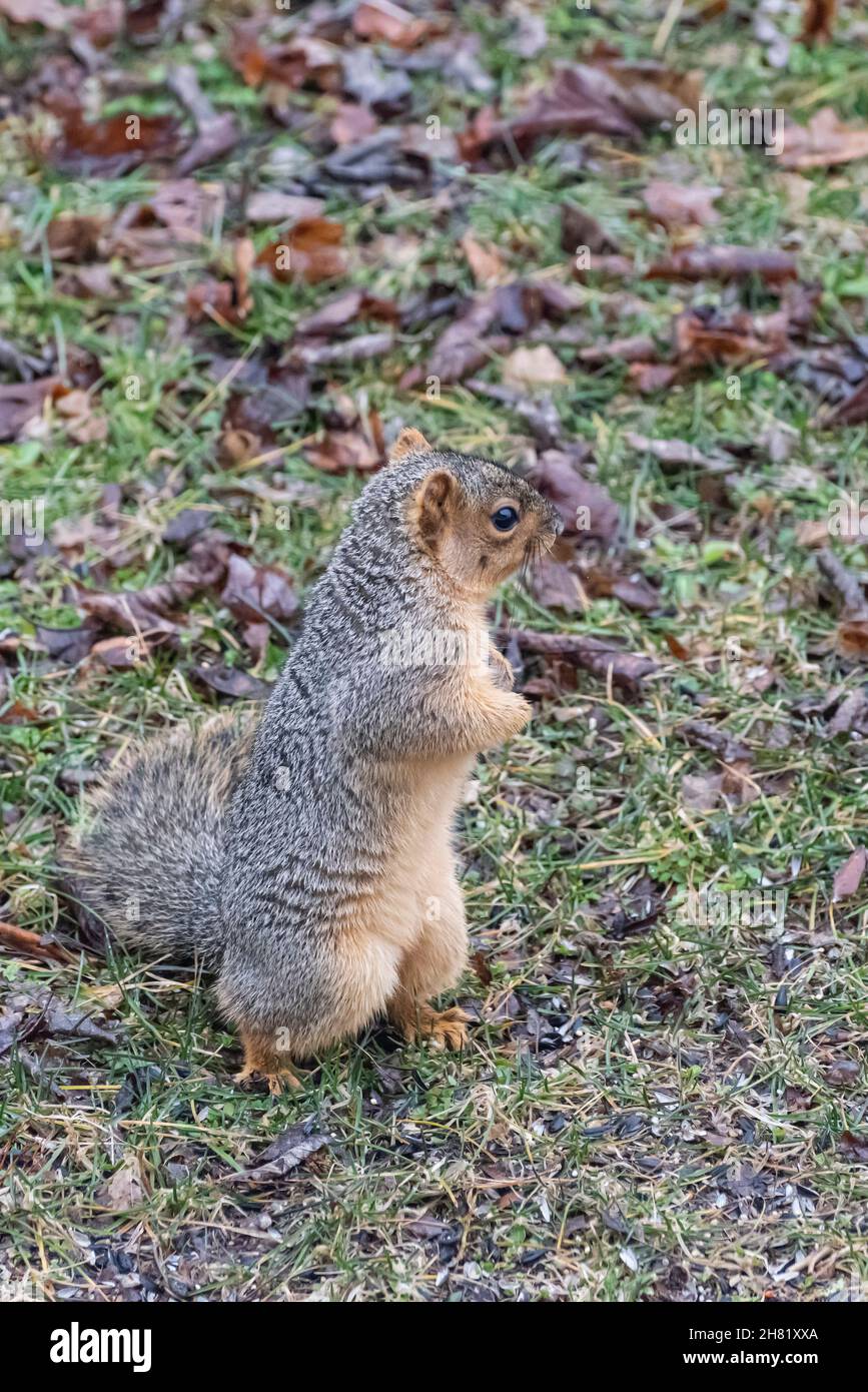 Volpe scoiattolo foraging su un prato erboso Foto Stock
