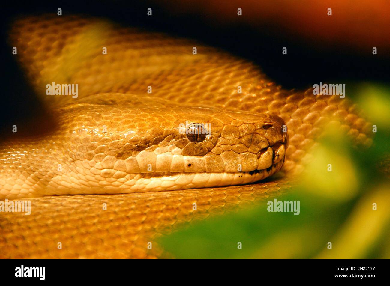 Primo piano della testa del serpente, Python Foto Stock