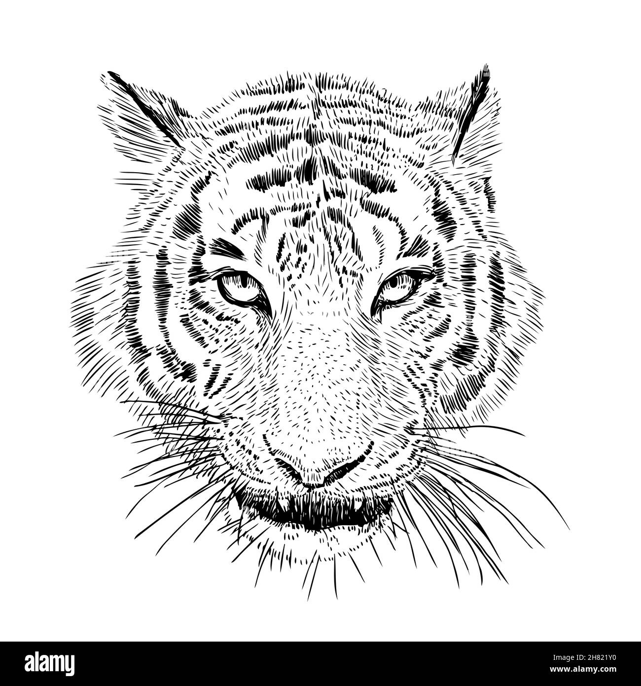 Ritratto artistico bianco e nero vettoriale disegnato a mano della testa della tigre isolato su sfondo bianco. Illustrazione del gatto selvatico. Disegno a inchiostro Illustrazione Vettoriale