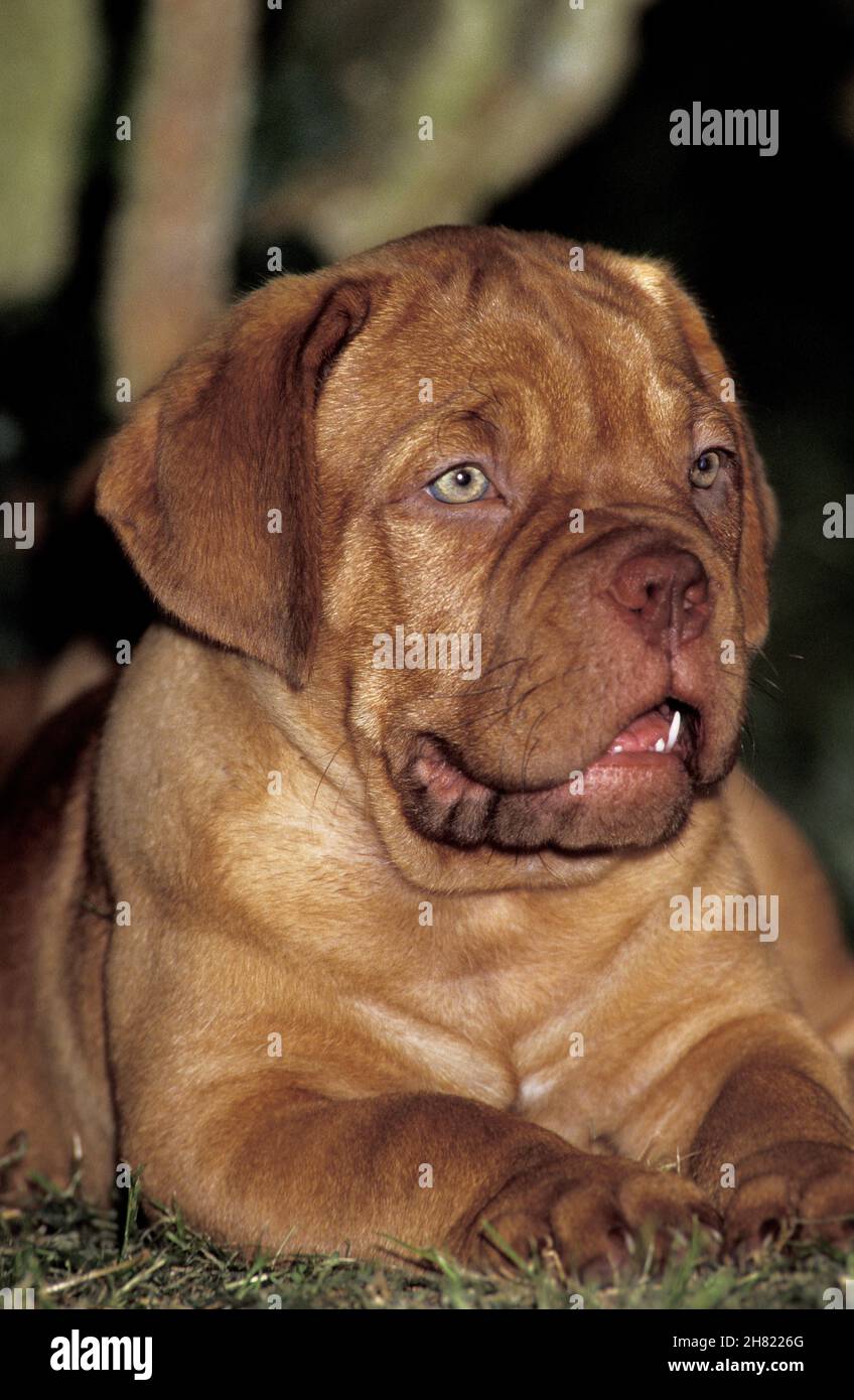 Bordeaux Mastiff cane, cucito Foto Stock