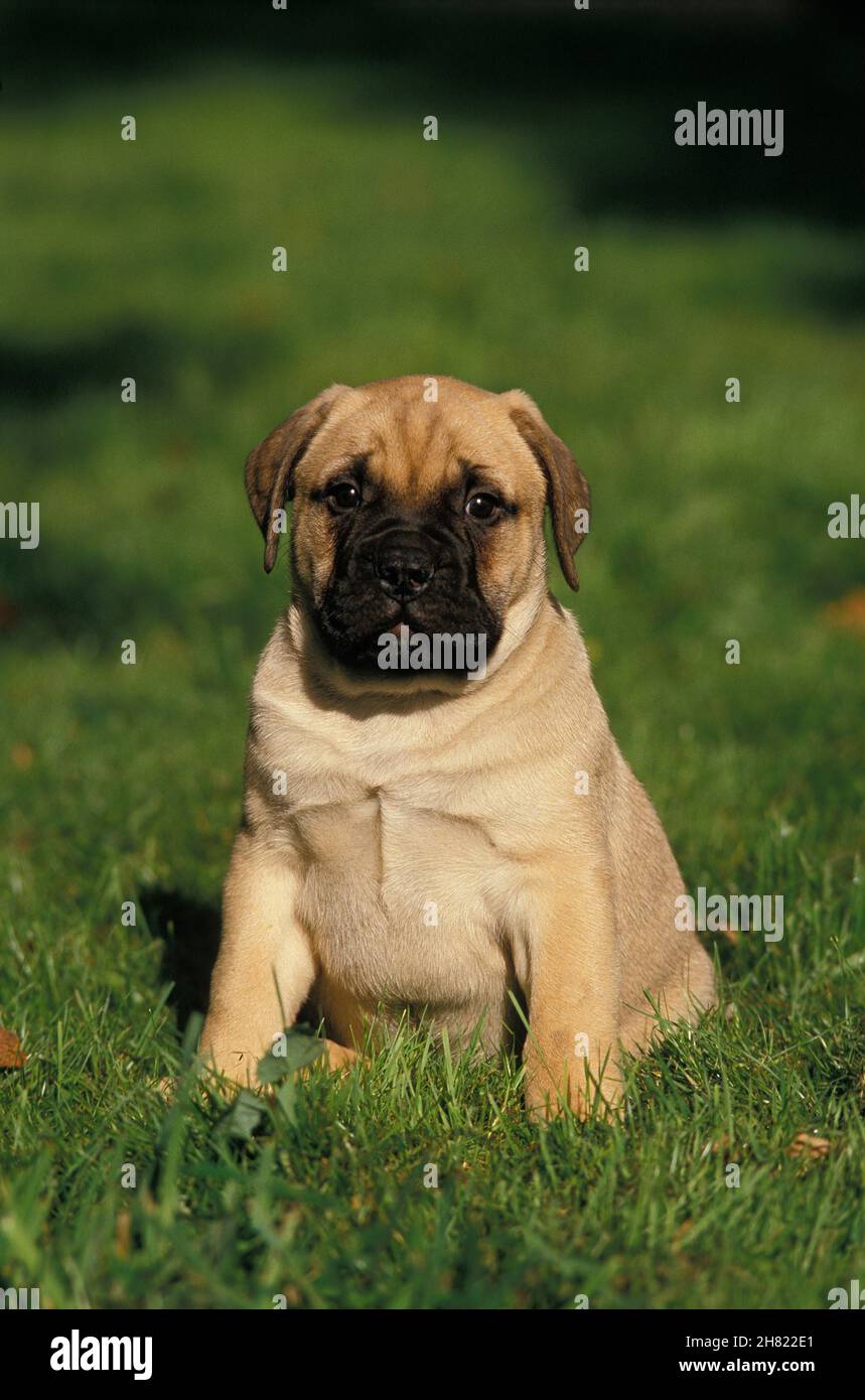 BULLMASTIFF cane, PUP seduto sull'erba Foto Stock