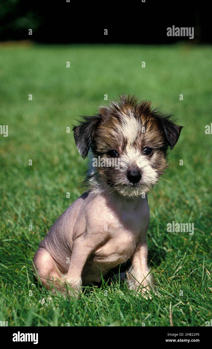 CHINESE CRESTED DOG, PUP seduto sull'erba Foto Stock