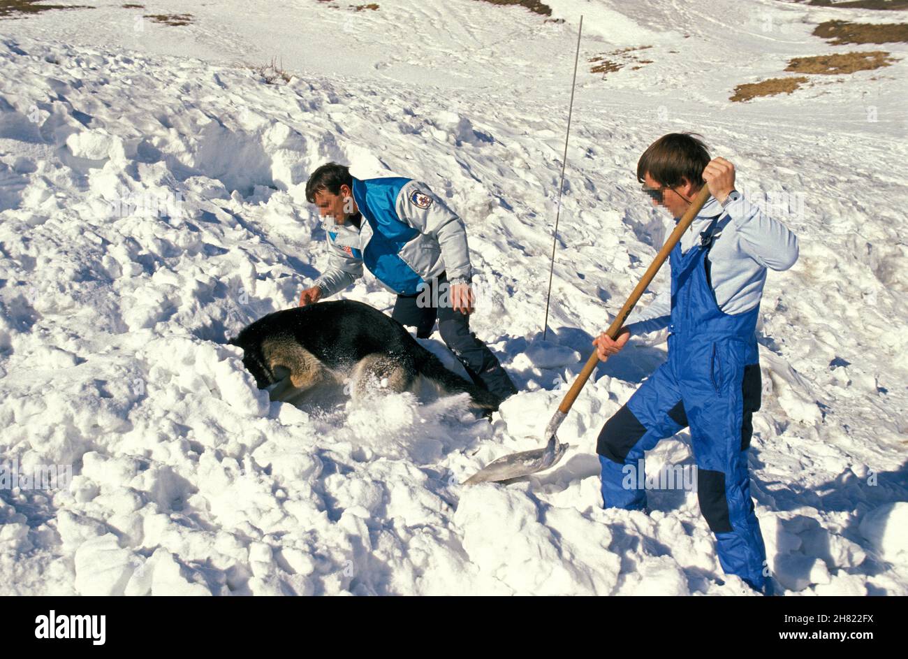Pastore Tedesco cane, uomo una formazione Mountain Rescue Dog dopo la valanga, vicino a Briancon nel Sud Est della Francia Foto Stock
