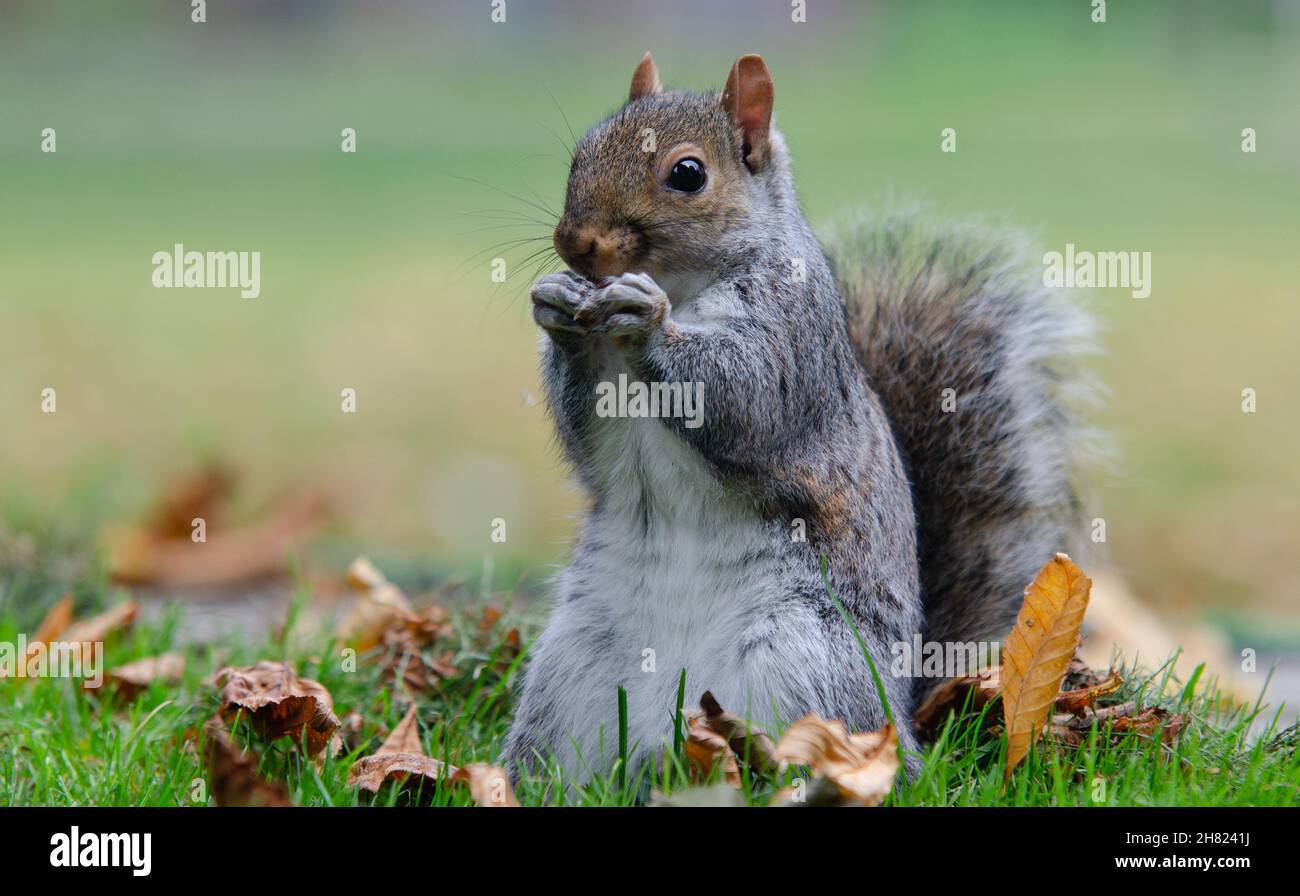 Scoiattolo in piedi e munching sulle noci Foto Stock