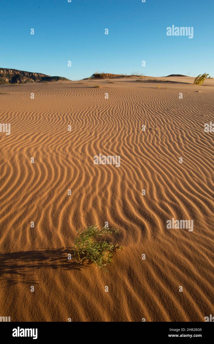 Ondate di sabbia e piante non identificate al Coral Pink Sand Dunes state Park Utah Foto Stock