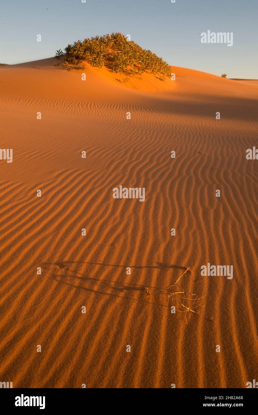 Ondate di sabbia e piante non identificate al Coral Pink Sand Dunes state Park Utah Foto Stock