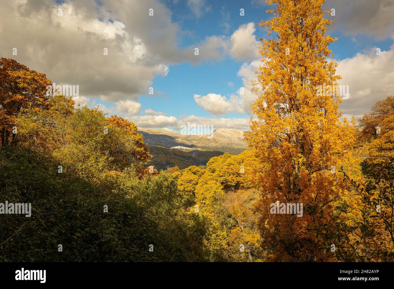Orizzontale. Foresta di castagno nella Valle di Genal, Spagna. Foto Stock