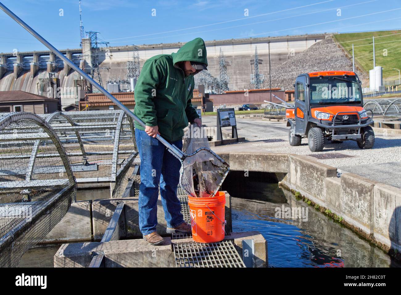 Pulizia del tecnico, rimozione dei pesci morti dalla pista, Pastore del vivaio ittico delle colline, Conservation Center. Foto Stock