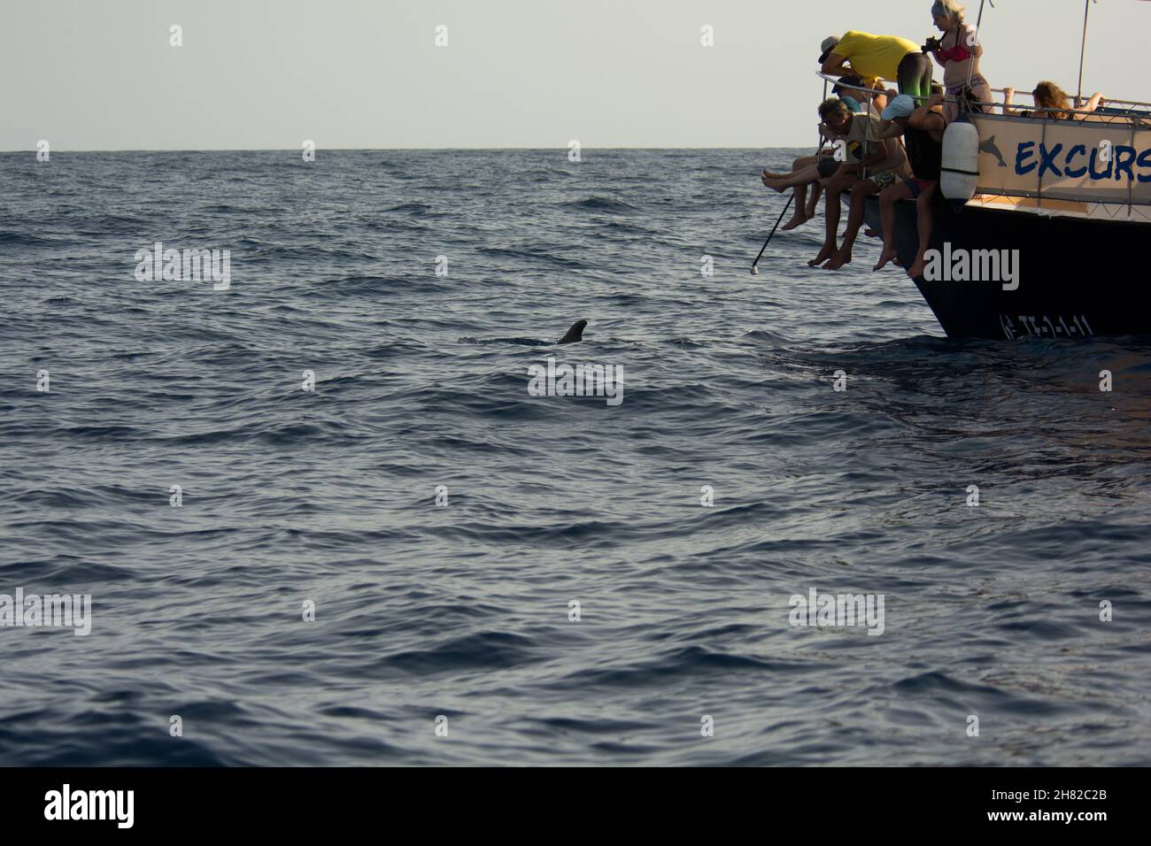 In piccole barche da pesca come Amazonia i turisti stanno guardando le balene pilota a alci che nuotano al largo della costa meridionale di la Gomera nelle Isole Canarie. Foto Stock