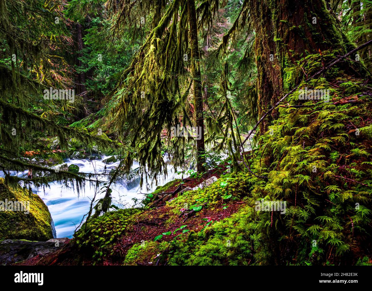 Fiume Skokomish vicino al lago Cushman nello stato di Washington Foto Stock