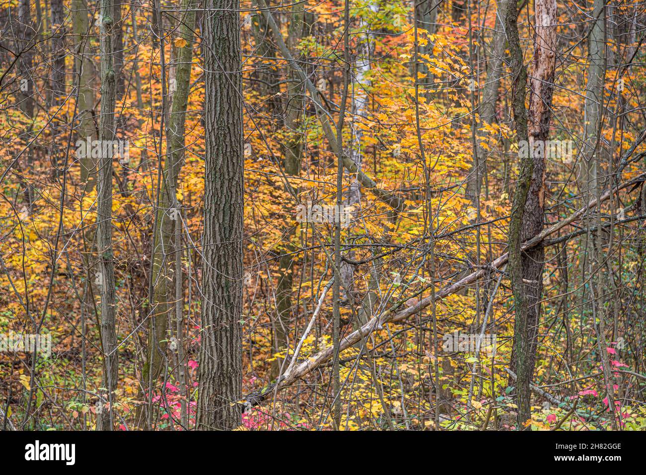 Parco in tempo di caduta vicino a Toronto, Canada Foto Stock