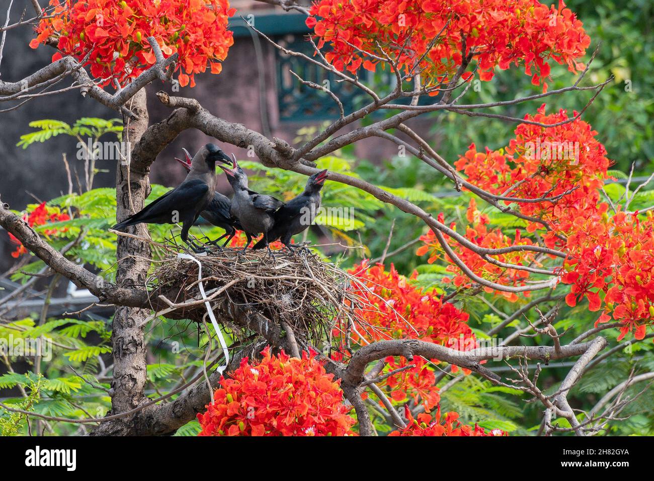 Casa madre Crow (Corvus splendens) uccello che allattano i bambini e gli uccelli giovani nel nido. Conosciuto come il corvo indiano, grigiastro, Ceylon o Colombo è un co Foto Stock