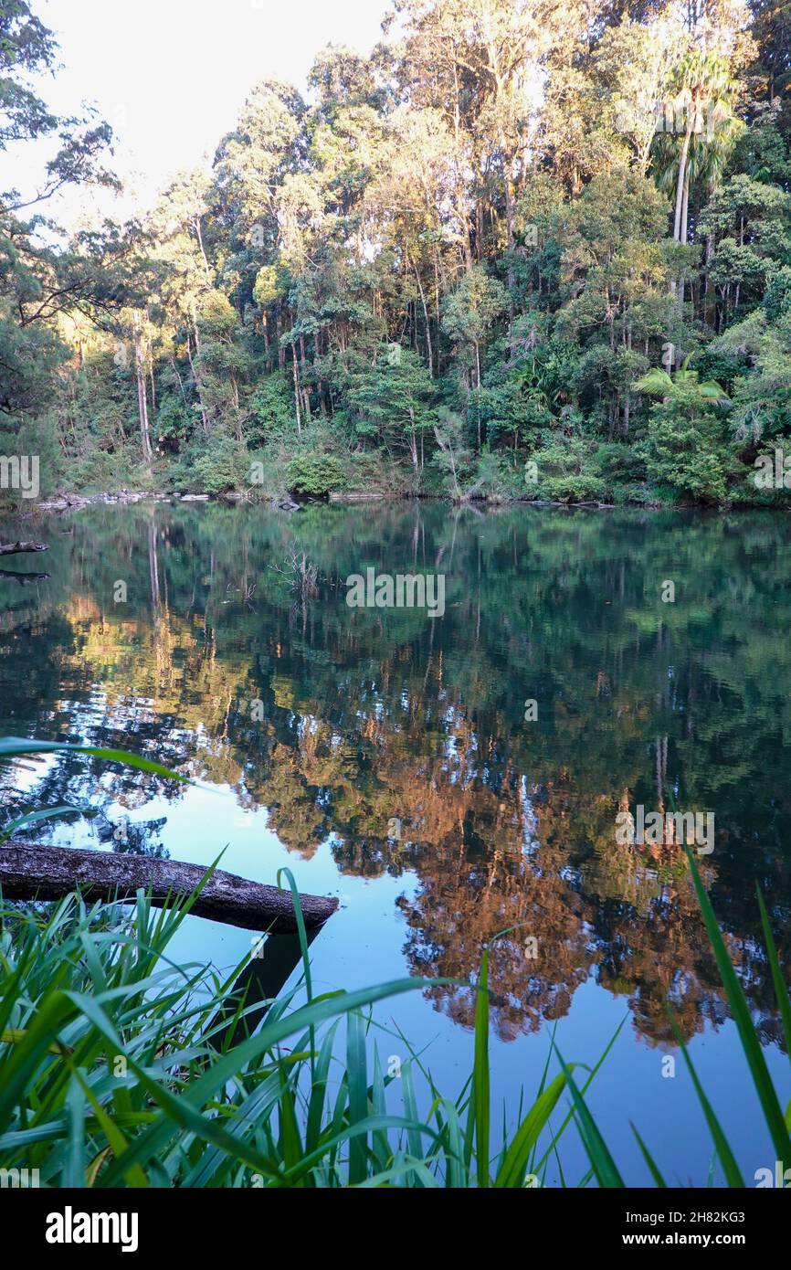 Broken River, Eungella National Park, Queensland, Australia Foto Stock