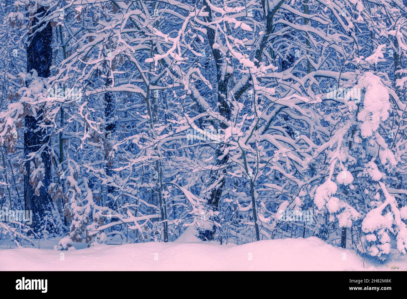 Foresta innevata nella mattina d'inverno. Alberi coperti di neve Foto Stock
