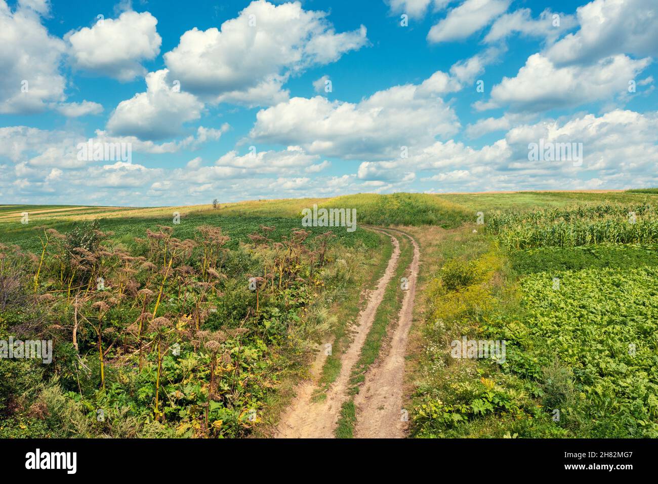 Paesaggio rurale con strada di campagna sterrata in estate. Vista dall'alto Foto Stock