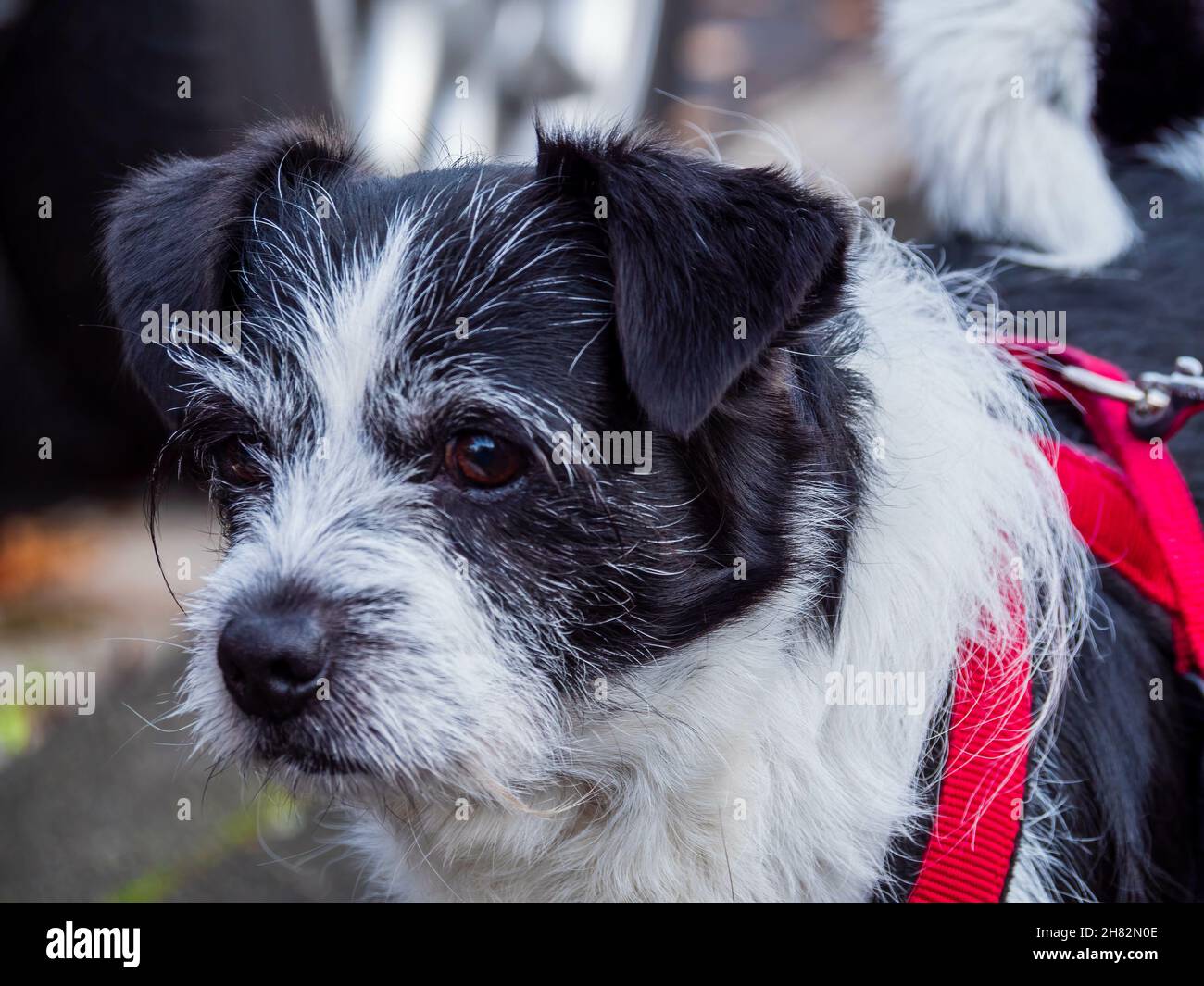 Primo piano di un cane più terrier con guinzaglio rosso. Foto Stock