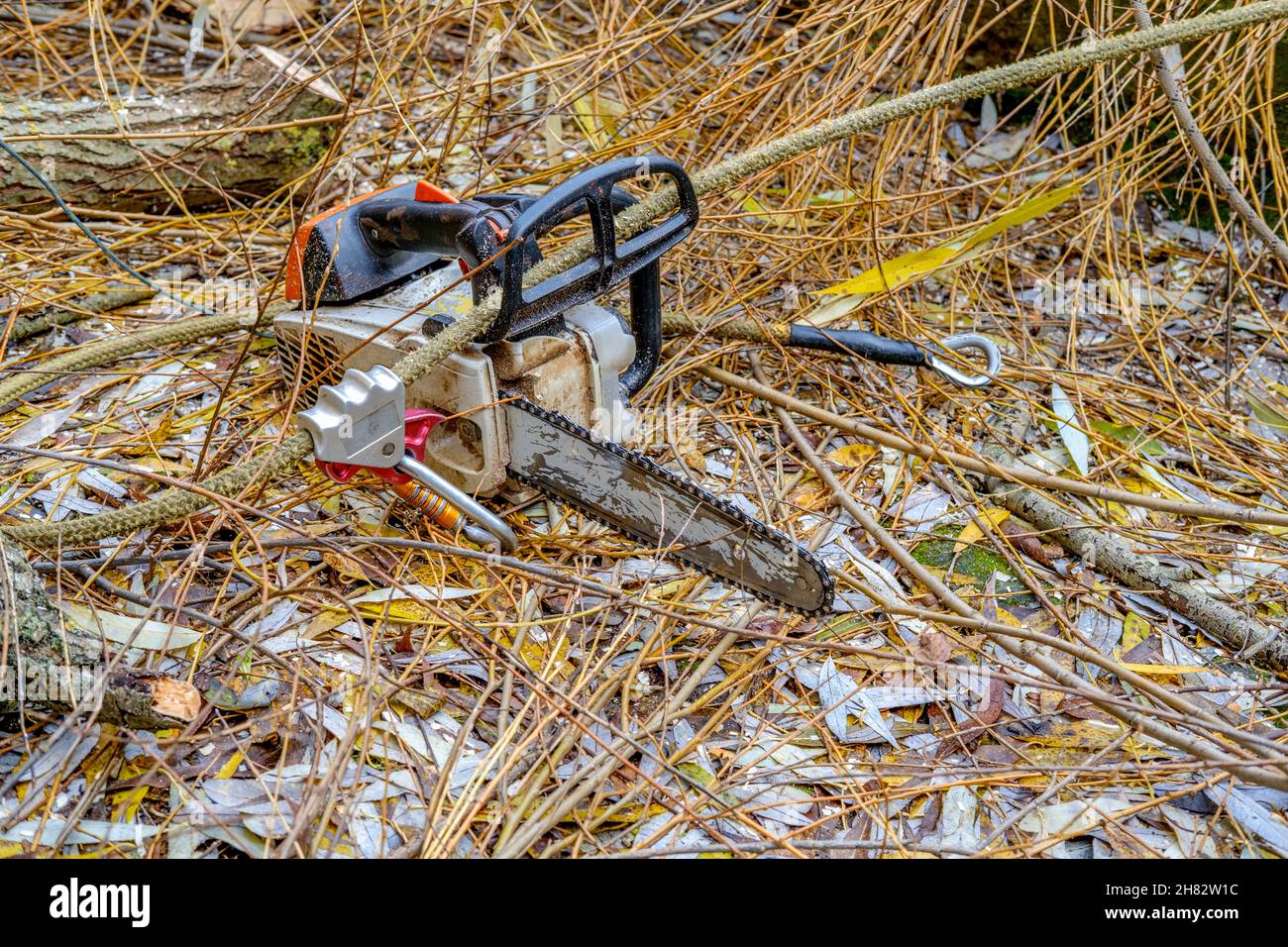 una vecchia sega a mano portatile a benzina, giacente sul terreno, coperta di foglie gialle e rami di salice, tronchi recintati freschi, segatura, trucioli di legno, attrezzi di sicurezza, corda, taglio autunnale all'aperto, nessuna gente Foto Stock