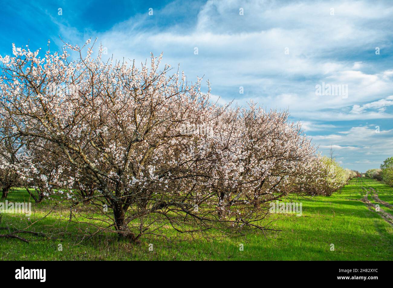 alberi da frutto primaverili. Giardino fiorito di albicocche. Agricoltura Foto Stock