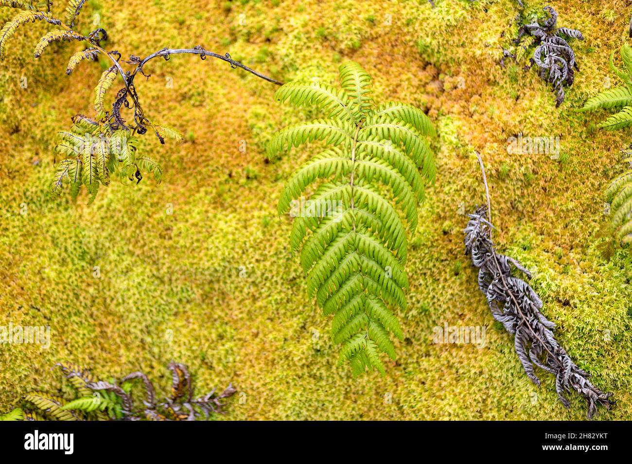 Piante verdi di felce a Flores, azzorre, Portogallo Foto Stock