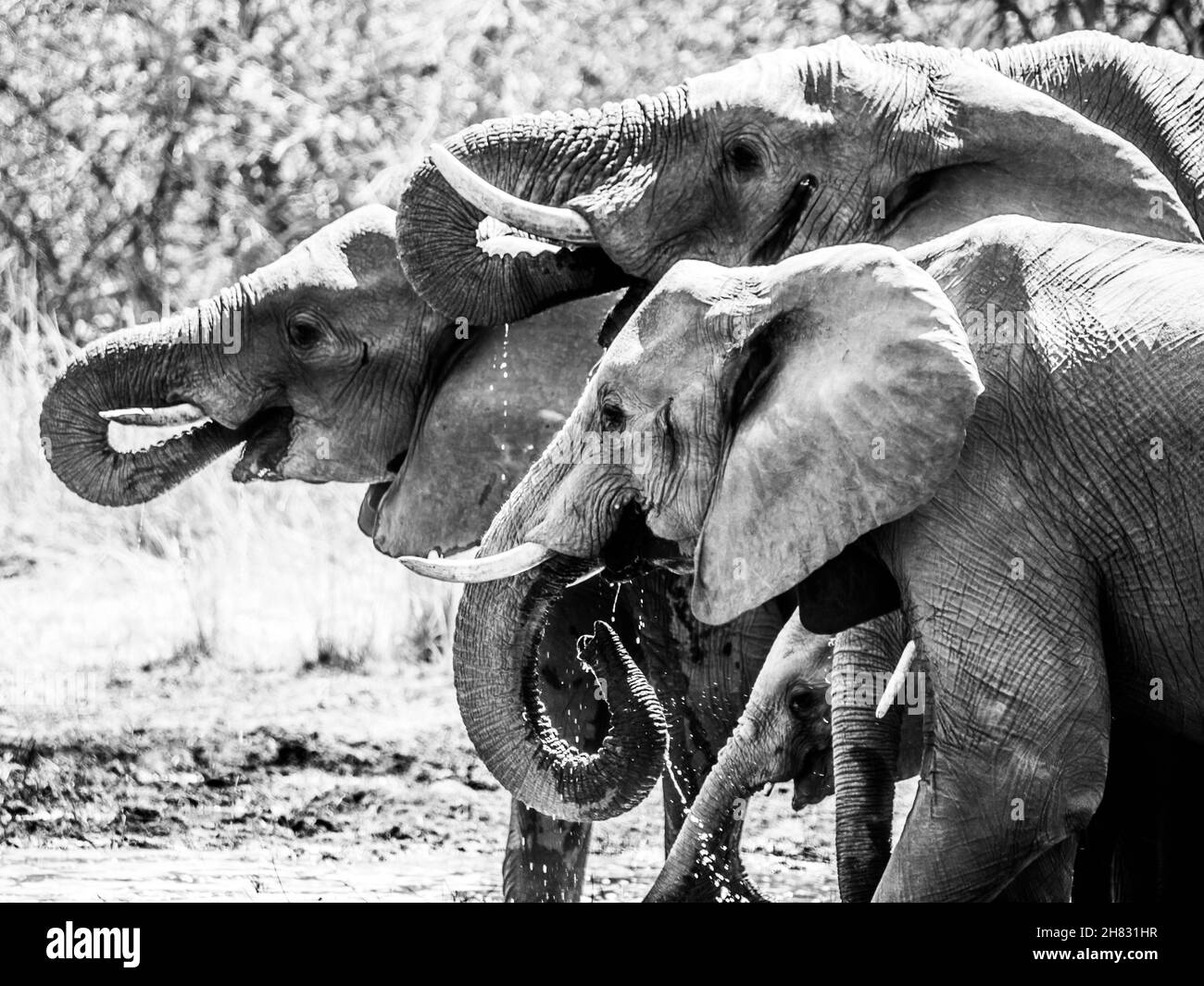 Elefanti africani assetati a waterhole Foto Stock