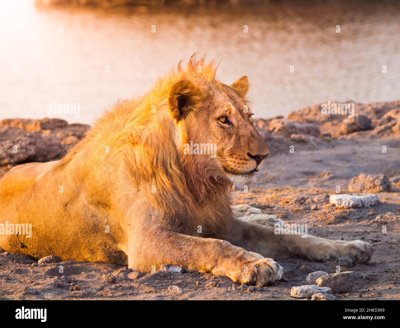 Giovane leone maschio che riposa Foto Stock