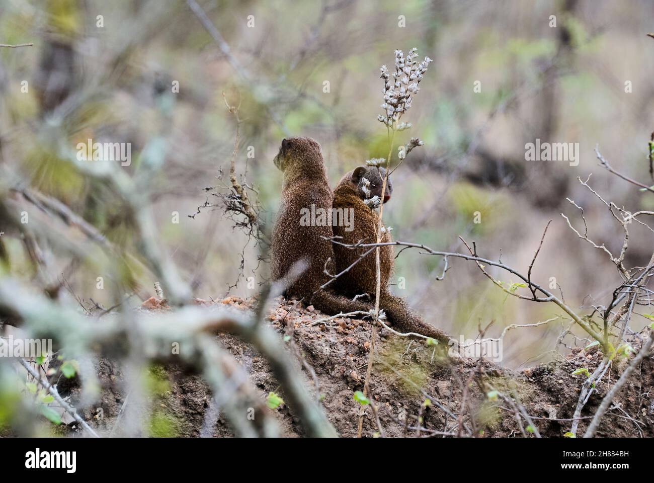 Nana mongoose, Helogale parvula, specie autoctone dell'Angola, Namibia settentrionale, KwaZulu Natal in Sudafrica, Zambia e Africa orientale Foto Stock