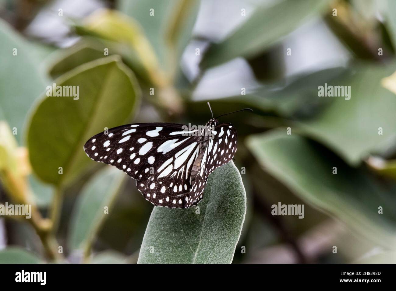 Favola In Bianco E Nero - Libro Illustrato Senza Testo - Foto 4