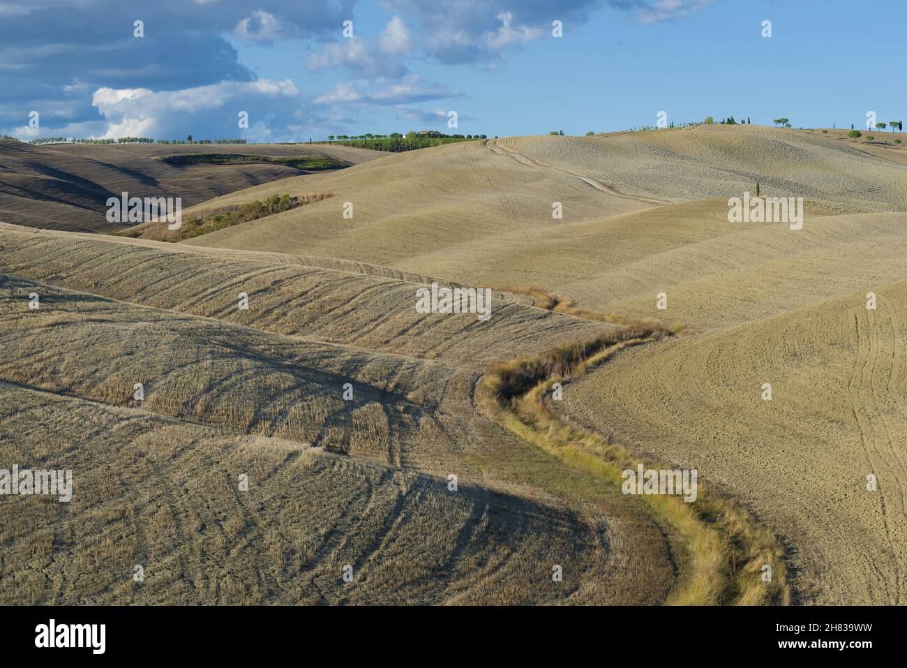 Campi raccolti della Toscana. Italia Foto Stock