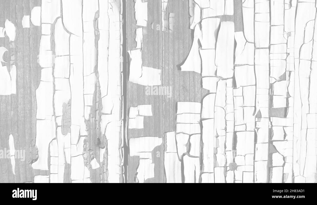 Texture legno sfondo chiaro. Superficie di shabby di fiocco. Pavimento invecchiato bianco. Costruzione naturale vintage. Grigio struttura di legno chiaro. Disegno decorativo dell'albero. Foto Stock
