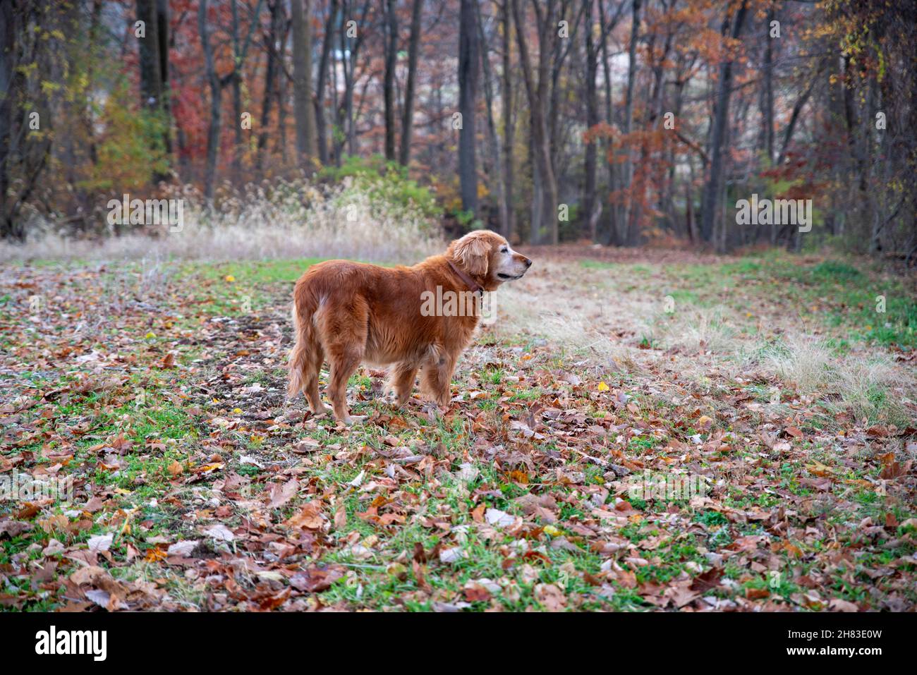 Vista laterale del cane Golden Retriever in autunno campo boschivo sfondo Foto Stock