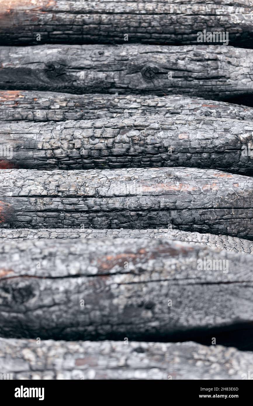 Schema di trunk ad albero bruciati (fuoco selettivo) Foto Stock