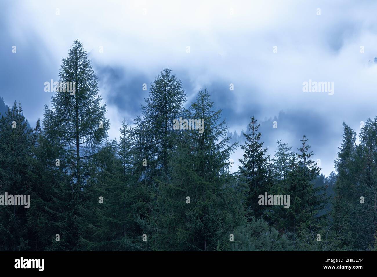 Nebbia fitta in una mistica foresta di conifere delle Alpi italiane Foto Stock