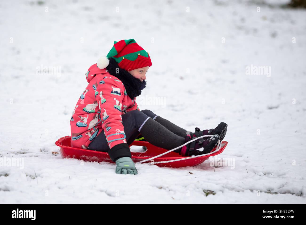 Cradley Heath, West Midlands, Regno Unito. 27 novembre 2021. Una giovane ragazza prende la slitta sulle piste innevate di Haden Hill Park, Cradley Heath, nelle West Midlands. Credit: Peter Lopeman/Alamy Live News Foto Stock