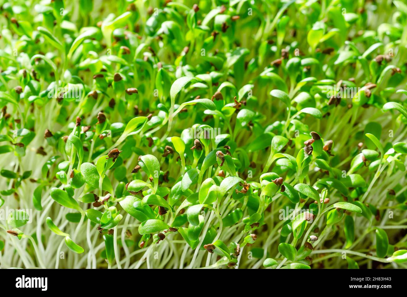 Erba medica microgrene primo piano. Giovani e freschi giovani piantine di erba medica, Medicago sativa, alla luce del sole. Germogli verdi, piante giovani e germogli. Legume. Foto Stock