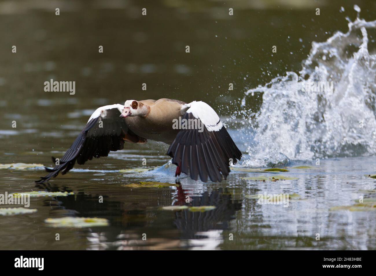 Egyptian Goose (Alopochen aegyptiaca), in volo, decollo dal lago, bassa Sassonia, Germania Foto Stock