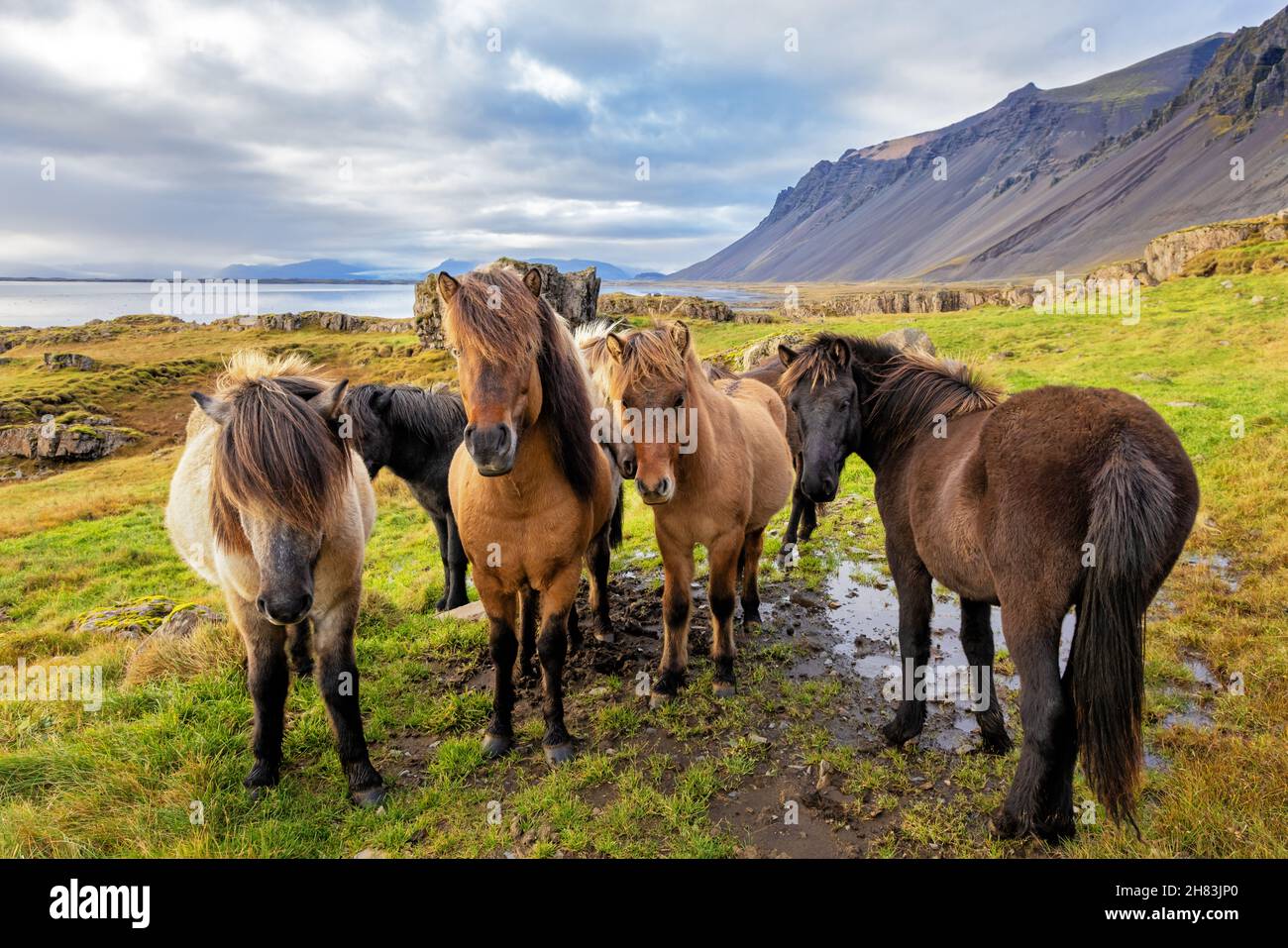 Un gruppo di cavalli islandesi in un ambiente rurale con sfondo marino e montano. Questa razza vichinga dura è unica e immutata per oltre mille Foto Stock