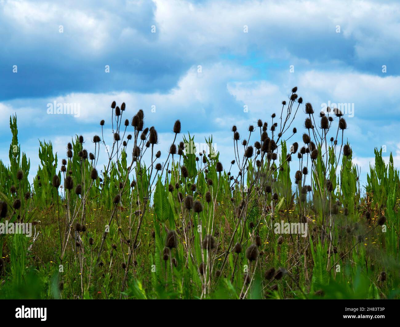 Teasels e un cielo blu nuvoloso nell'East Yorkshire, Inghilterra Foto Stock