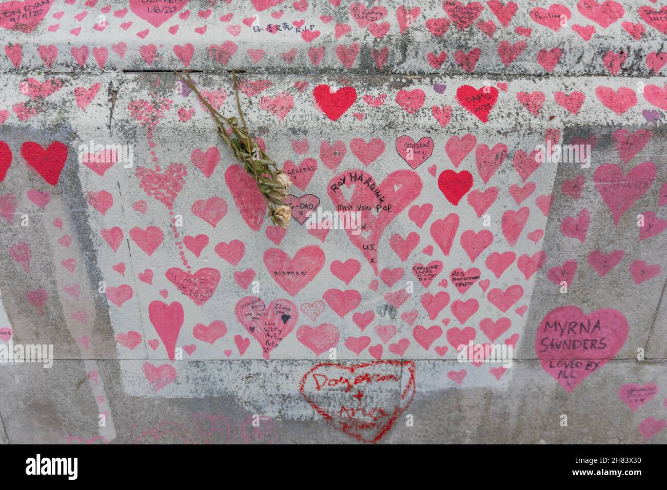 Londra, Regno Unito. 27 novembre 2021. Una sezione densamente ricca del National COVID Memorial Wall di Londra, con centinaia di cuori rossi e rosa dipinti a mano, ognuno con messaggi personali, nomi e dedica. Un fiore essiccato è fissato al muro, aggiungendo alla gravità emotiva del tributo. Il memoriale si estende lungo la sponda meridionale del Tamigi, di fronte alla camera del Parlamento, per commemorare le vite perse a causa della COVID-19 nel Regno Unito. Penelope Barritt/Alamy Live News Foto Stock