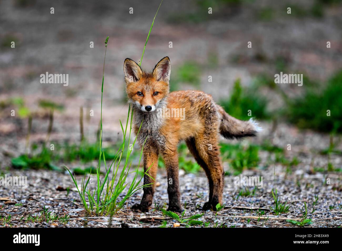 Il cucciolo rosso della volpe sembra curioso Foto Stock