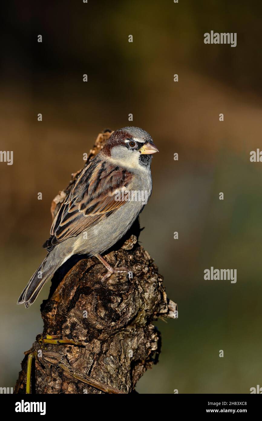 Eurasian tree sparrow Foto Stock