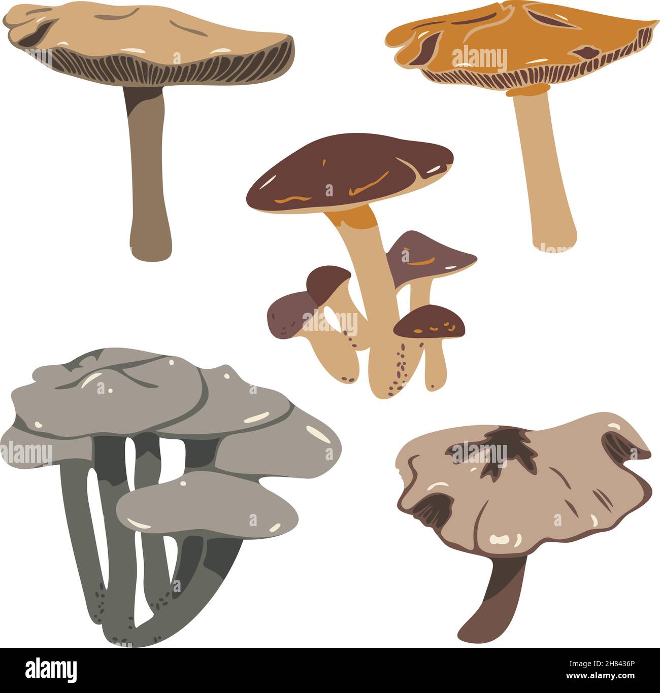 Collezione vettoriale di funghi. Isolato su sfondo bianco. Illustrazione Vettoriale